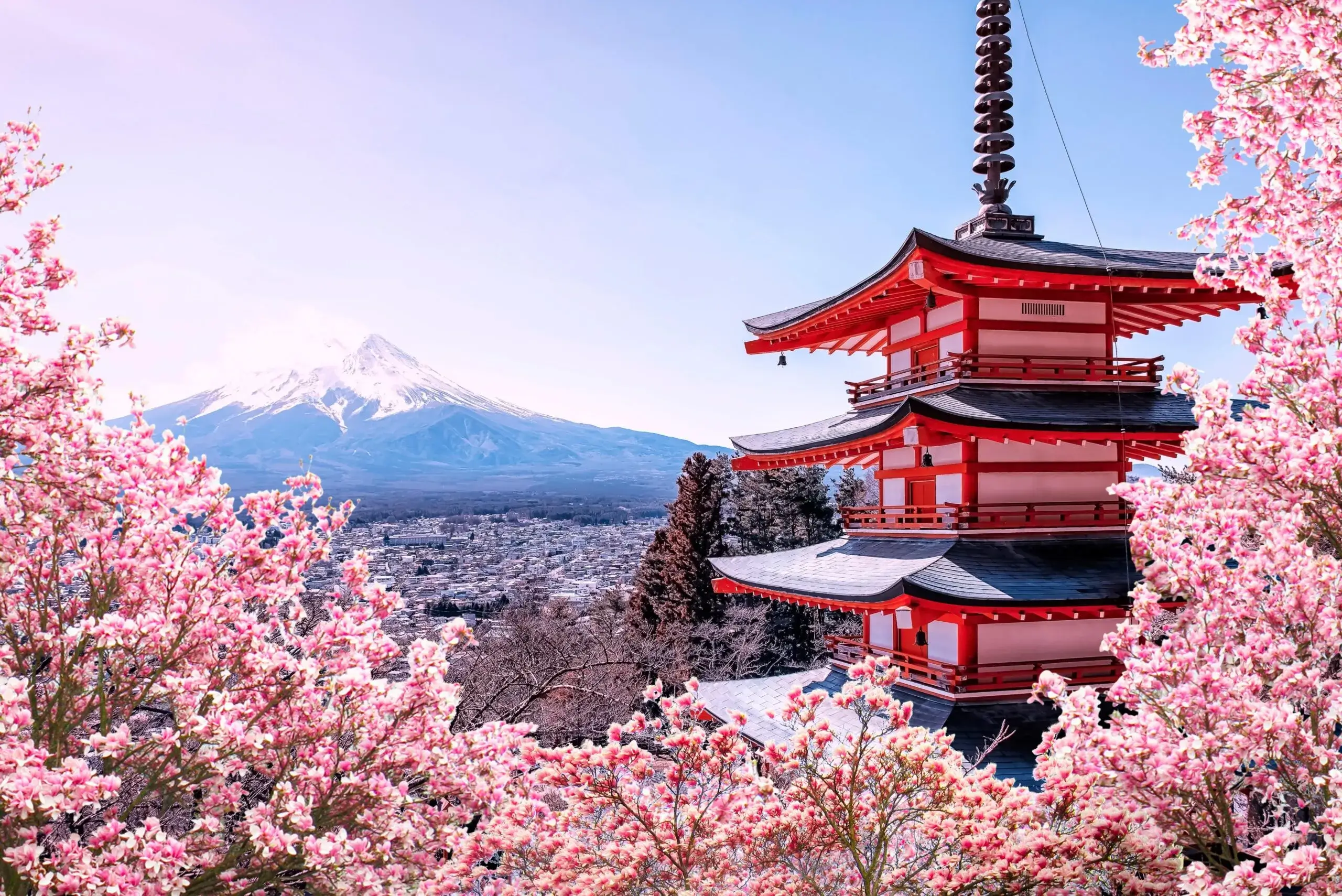 Temple japonais avec fleurs de cerisier et mont Fuji